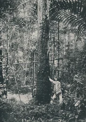 Zbieranie gumy, 1916
