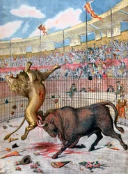 Walka lwa z bykiem, Hiszpania, 1894