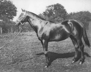 Pospolity, XIX w., 1911