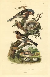 Zięba zwyczajna, Fringilla coelebs, gniazdo i jaja oraz jeżyny, Fringilla montifringilla z jajami Pinson commun et pinson d