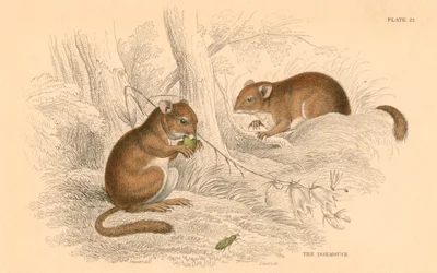Orzesznica leszczynowa, Muscardinus avellanarius, hibernujący gryzoń, 1828