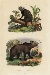 Marmozeta zwyczajna Callithrix jacchus 1 i niedźwiedź brunatny Ursus arctos z pszczołami 2