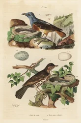 Drozd naskalny z gniazdem i jajami, Monticola saxatilis i drozd śpiewak z gniazdem i jajami, Turdus philomelos