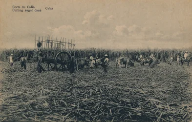 Cana Court - Cięcie trzciny cukrowej - Kuba, c1910