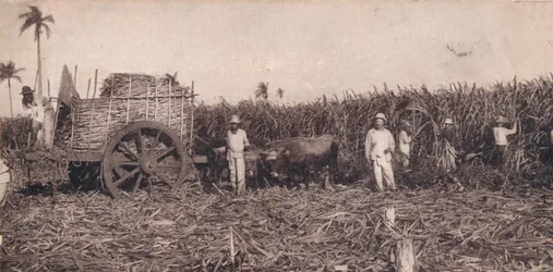 Corte de Canna. - Zbieranie trzciny cukrowej. Kuba, ok. 1900