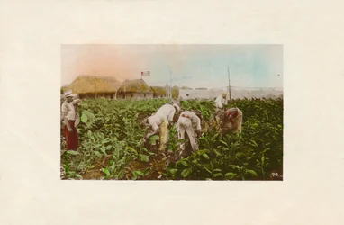 Zbiór tytoniu. - Plantacja tytoniu., ok. 1910 r.