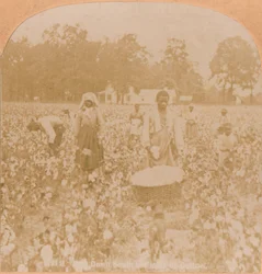 Zbieranie bawełny., ok. 1900