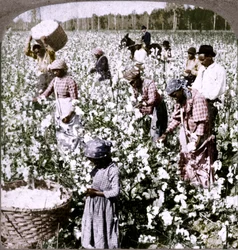 Bawełna jest królem - scena plantacji z zbieraczami przy pracy. Gruzja, ok. 1900