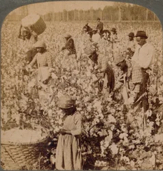 Bawełna jest królem - scena plantacji z zbieraczami przy pracy. Gruzja, ok. 1900