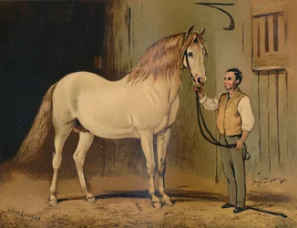 Powóz konia w śmietanie. Stadniny Jej Królewskiej Mości, ok. 1879 r.