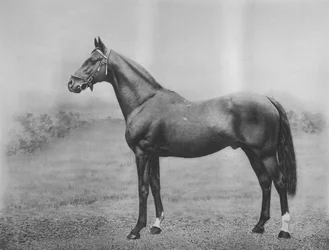 Cyllena, 1911