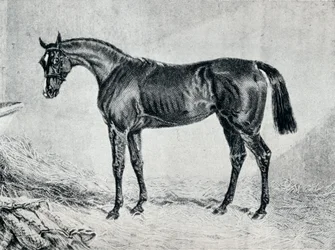 Cyprian, XIX w., 1911