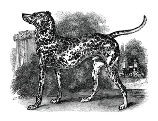 Pies dalmatyńczyk, 1848