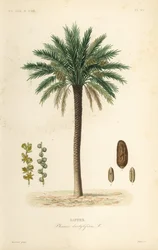 Palma daktylowa, Phoenix dactylifera, Dattier