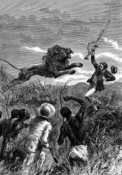 David Livingstone, szkocki misjonarz i afrykański odkrywca, atakowany przez lwa, ok. 1860 r.