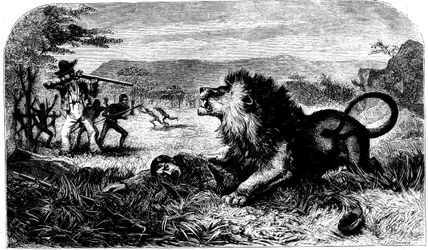 David Livingstone, uratowany przed lwem przez Mebalwe, rodzimego nauczyciela, 1857