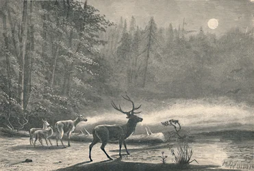 Jeleń na jeziorze St. Regis, nocą, 1883