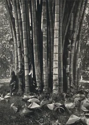 Dolna część pędów gigantycznej rośliny bambusa w Peradeniya, 1926