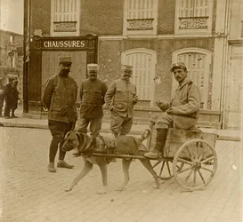 Wózek dla psów, Francja, c1914-c1918