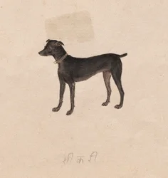 Pies, 1800 rok.