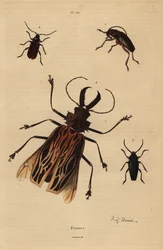 Dorysthenes paradoxus 1, Macrodontia cervicornis, wrażliwy 2, Elateropsis lineatus 3 i Prionus versicolor 4