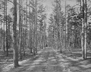 Przejazd w Piney Woods Park, Lakewood, New Jersey, c1897.