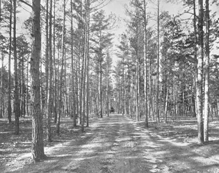 Przejazd w Piney Woods Park, Lakewood, New Jersey, USA, ok. 1900.