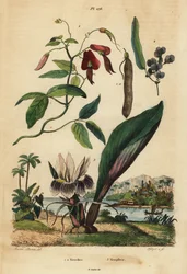 Ciemny groszek koralowy, Kennedia rubicunda 1, fałszywa sarsaparilla, Hardenbergia violacea 2 i blackhorm
