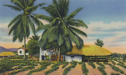Chaty Wschodnioindyjskie, Trynidad, BWI, c1940.