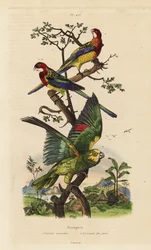 Rozella wschodnia, egzamin Platycercus i amazonka żółto-koronkowa, Amazona ochrocephala