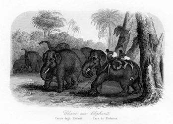 Polowanie na słonie, Indie, ok. 1840