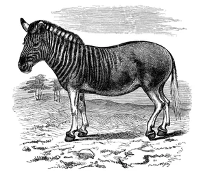Grawerowanie kwaggi, 1893