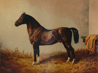 Cały kucyk Hack Don Carlos, c1897.