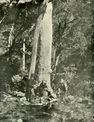 Wodospady Eurobin, Góry Buffalo, 1901.