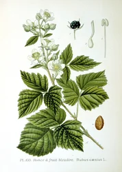Jeżyna europejska, 1893