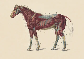 Mięśnie i ścięgna zewnętrzne ciała konia, c1879.