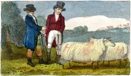 Rolnicy omawiają owce Dishley New Leicester, 1822
