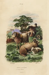 Owca tłustoogonowa, Ovis aries 1, i owca merynosowa, Ovis aries 2
