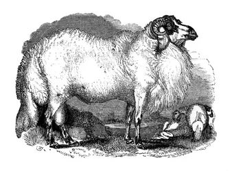 Owce tłustoogonowe z Syrii, 1848