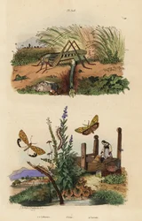 Samica szarańczy kąsaczowatej znosząca jaja, Decticus verrucivorus 4, opierzony lokaj, Spiris striata 1 i smoczek szkarłatny, Utetheisa pulchella 2 i chrząszcz Lixus paraplecticus 3. Lithosie, lixe, szarańcza
