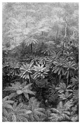 Paprociowy Wąwóz Drzewa, Australia, 1886