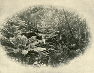 Wąwóz paprociowy, Tasmania, 1901.