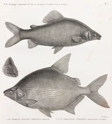 Ryby: Characin Nefasch i Serrasalme Citharine