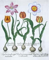 Pięć tulipanów, 1613