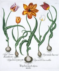 Pięć tulipanów, 1613