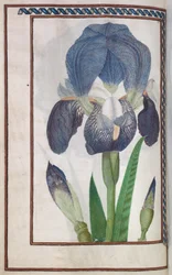 Florilegium, 1608.