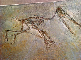 Skamieniały szkielet pterodaktyla z kolekcji British Museum