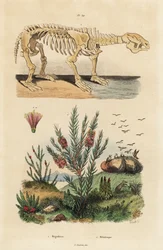 Skamieniały szkielet wymarłego leniwca olbrzymiego, Megatherium americanum i krzewu herbacianego lub mirtu miodowego, gatunki Melaleuca