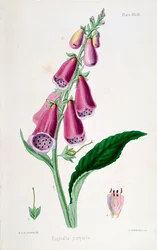 Foxglove Digitalis purpurea, XIX wiek.