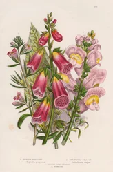 Centrum Foxglove Digitalis purpurea, c1885.